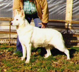 Hoofprint Wellena Brenna