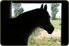 HPF Zelda - 1992 Mare