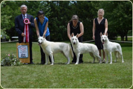 Stud Dog WSSC Ch. RB Ch. Hoofprint Vokar